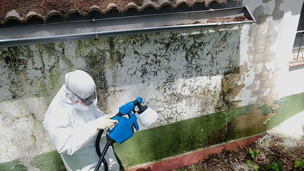 Top rated local Mold Testing specialists in Sedley, VA